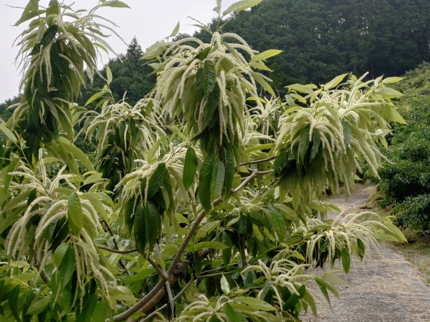 花穂をつけた栗の木と園地の小径