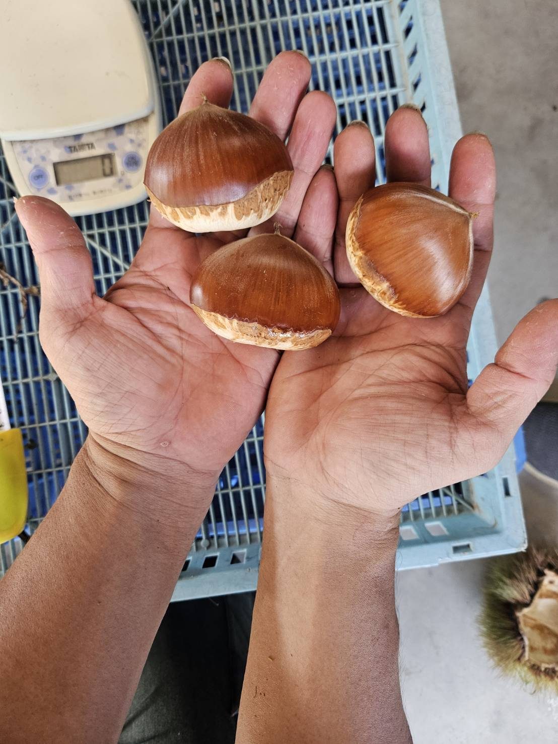 手のひらに乗る小屋敷農園の大玉栗