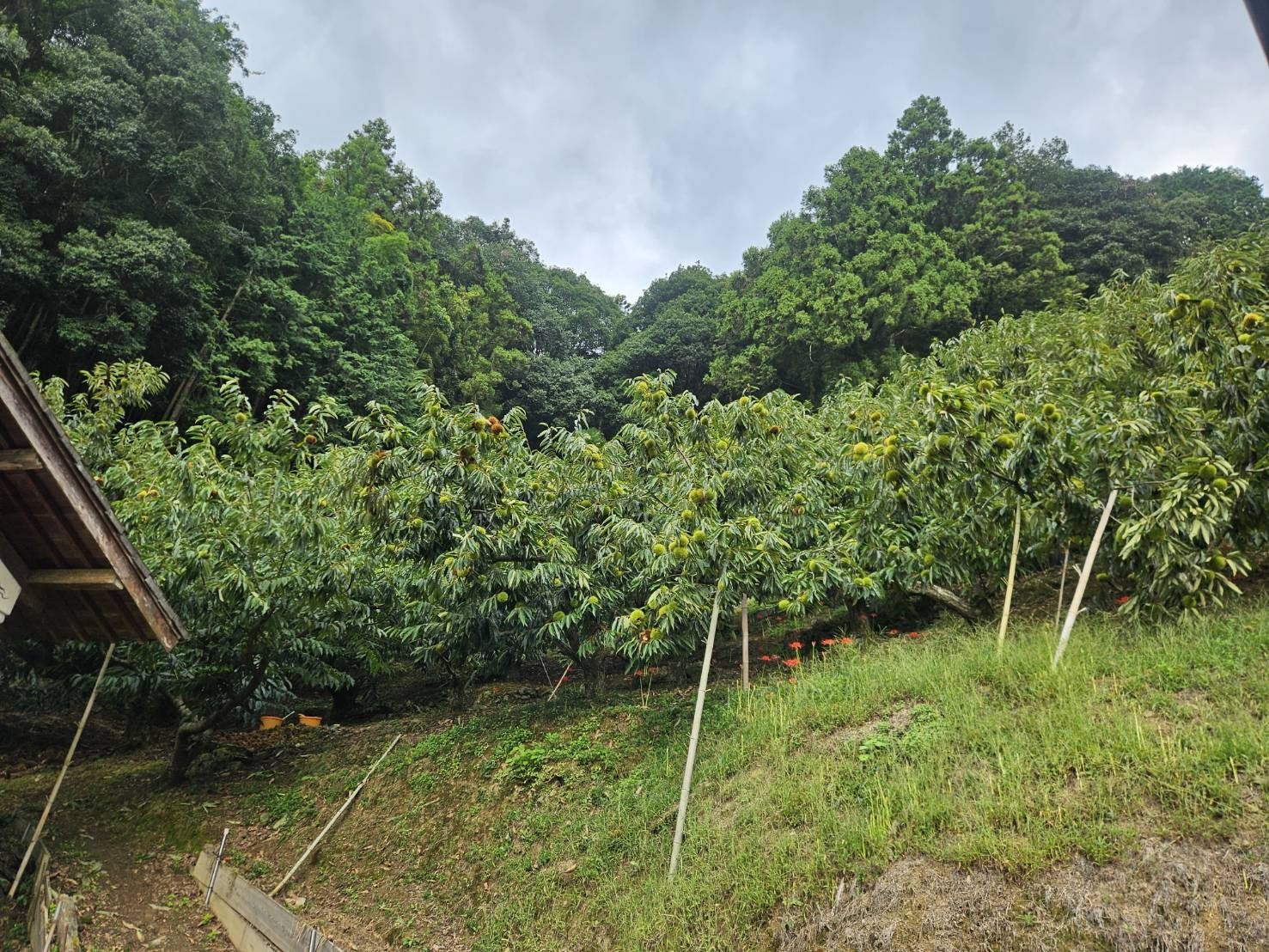 小屋敷農園の栗林