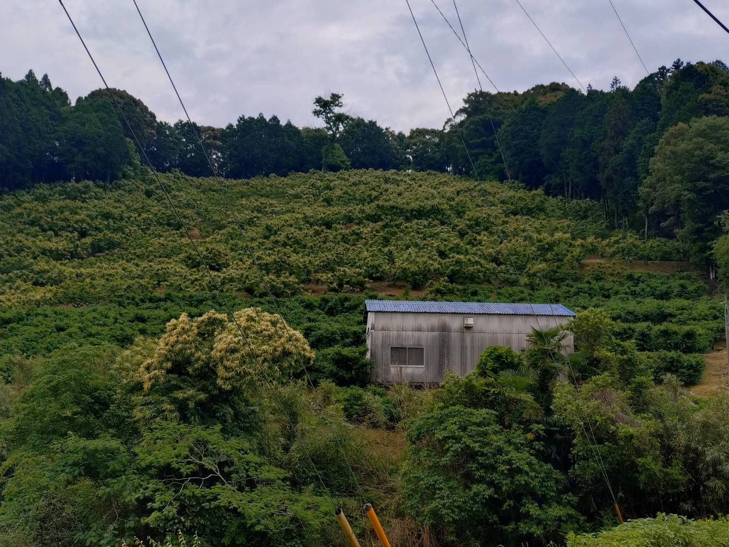 農園と継承・アクセス｜山あいで受け継ぐ三代の栗｜小屋敷農園